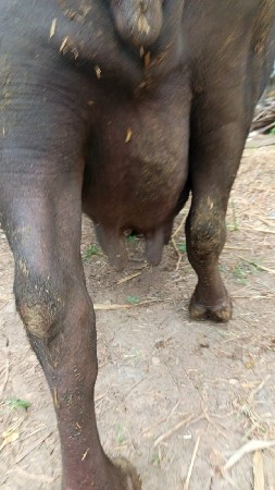 ભેંસ  વેચવાની છે.
