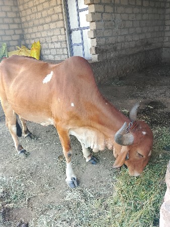ગાય વેચવાની છે