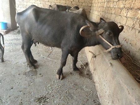 પાંચ5 લીટર ત્રણ દિવસની વીણેલી