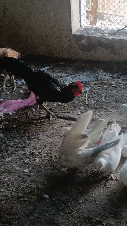 અસીલ મરઘો પઠો છે 4 મહિના નો છે