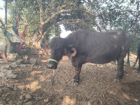 2 વેતર