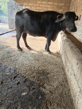 ખડેલી વેચવાની છે