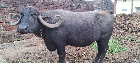 ભેંસ વેચવાની છે