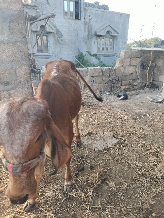 વાજબી આપવાની છે