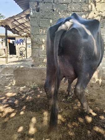 ભેંસ વેચવાની છે