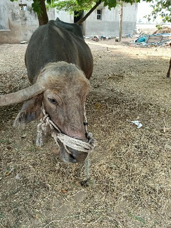 4વેતર વ્યાસે 10 દિવસ માં