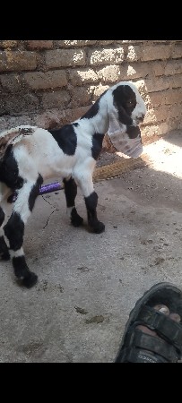 પ્યોર હૈદરાબાદી