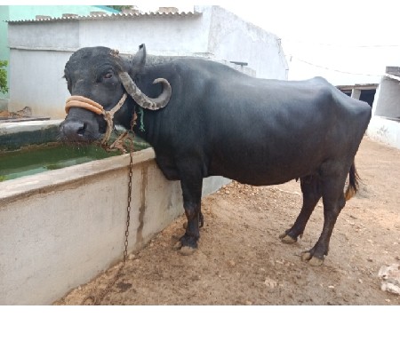 ભેંસ વેચવાની છે