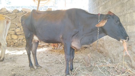1 વાતર.  જારસી ગાય