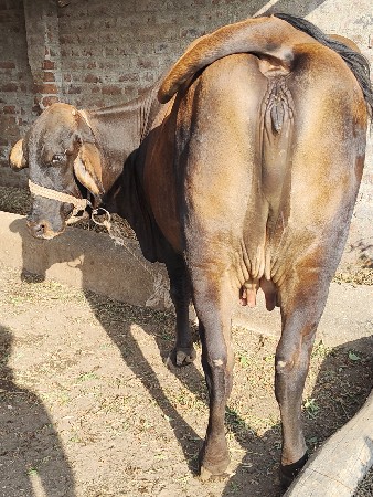 ગાય વેચવાની છે