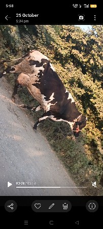hf ગાય દેવાની છે