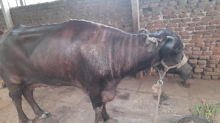 ભેષ વેચવાની છે