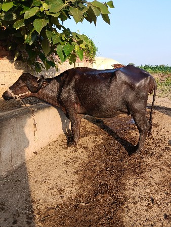 ખરેડી વેચવાની છે