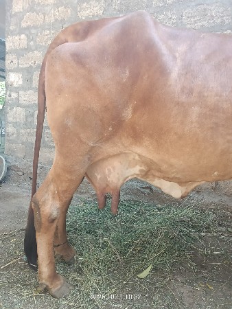 ગાય વેસવાની સે