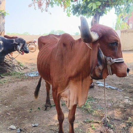 ગીર ગાય વેચવાની છે