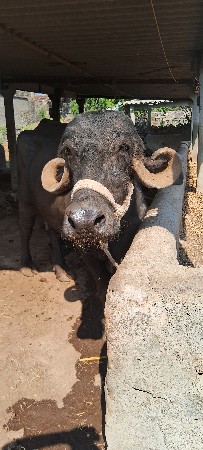 બે ભેંસ વેચવાની છે