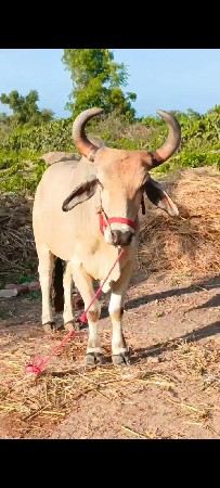 ગોંધલો વેચવાનો છે