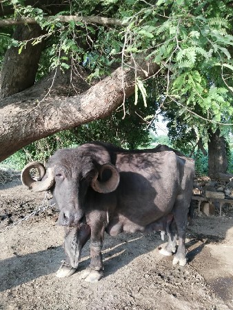 ૩વેતર