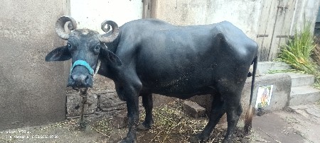 જોટો વેચવાની છે