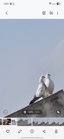 પેર ફોર સેલ