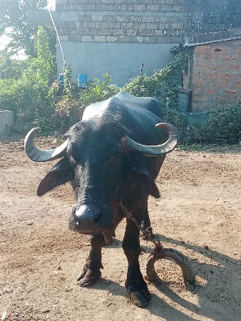 ભેંસ વેચવાની છે