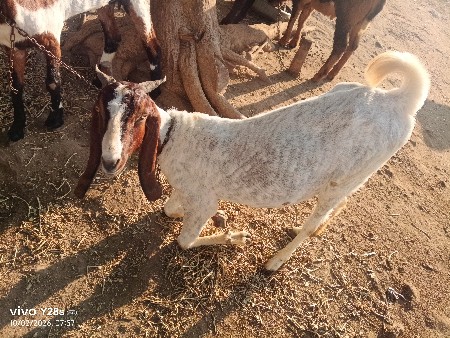 સારી એવી બકરી વહેંચવા ની છે