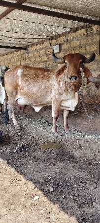 સુવર્ણ  કપિલા વેચવાની છે ગાય