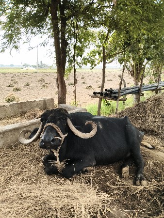 ભેંસ વેચવાની છે