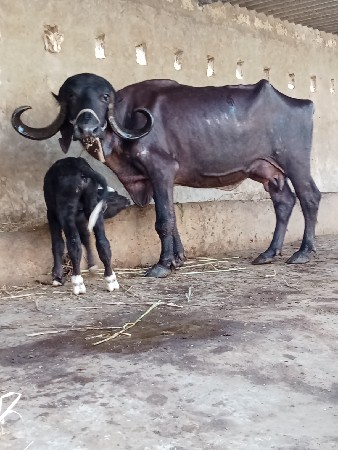 ભેશ વેછવાની છે બેજુ વેતર છે