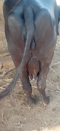 ભેસ વેચવાની છે