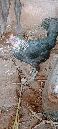 2 murgi vechvani chhe