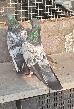 મારવાડા