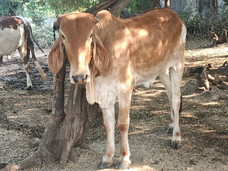 ગીર હોડકી વેચવાની છે