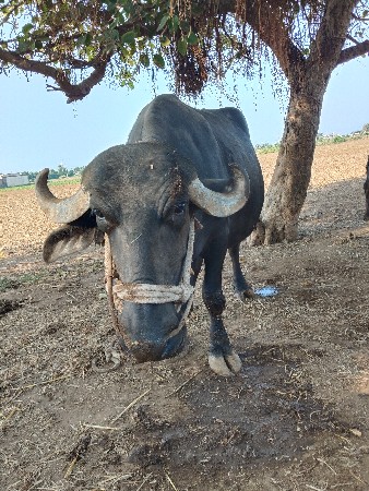 ભેંશ વેચવાની છે