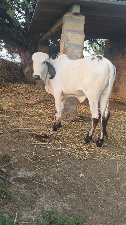 1.5 વર્ષ ની વાછડી વેચવાની છે