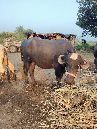 ખડેલી વેચવાની છે