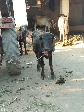 2 પાડિયું આપી દેવા ની છે