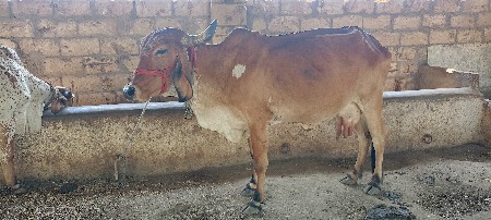 ગાય વેસવાની છે