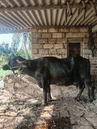 ભેંસ વેચવાની છે