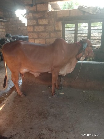 ગીર ગાય વેચવાની છે.