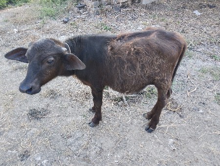 પાડો વેચવા નો છે