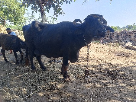 ભેંસ વેચવાની છે