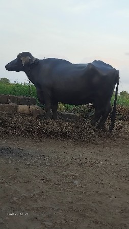 ભેંસ વેચવાની છે