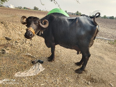 વિશ્વની સે