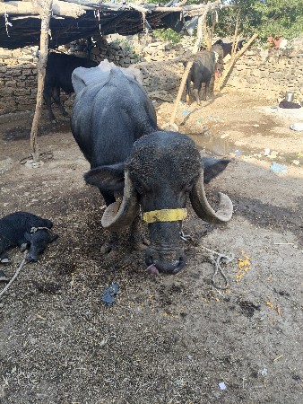 બે દિવસની વિયાણેલ