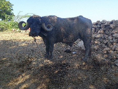 પાડો વેચવાનો છે