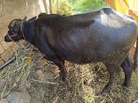 ભેસ વેશવની સે