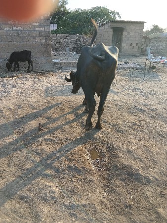 ભેંસ વેચવાની છે