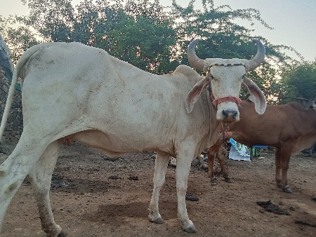 ગાય વેચવાની છે