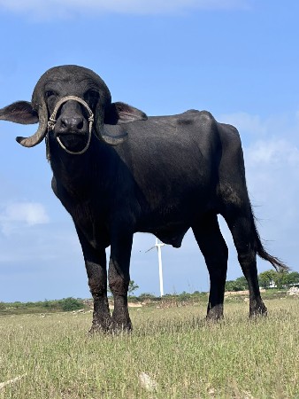 પાડો વેચવાનો છે